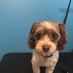 Luxury Pet Pampering Groomer - Full hair cut :)