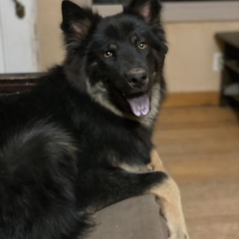 Bath Brush and Beyond - My Auroo!! - Pet Groomers Near Me - Albuquerque, New Mexico