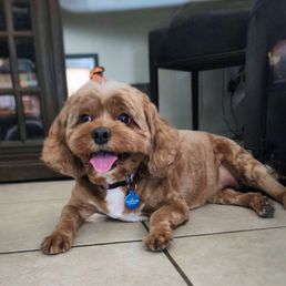 HoneyBear