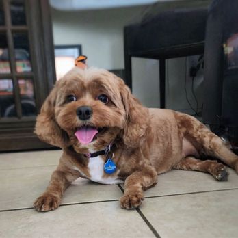 Barking Dogs Self-Wash & Grooming  - Gilbert - HoneyBear - Pet Stores Near Me - Gilbert, Arizona