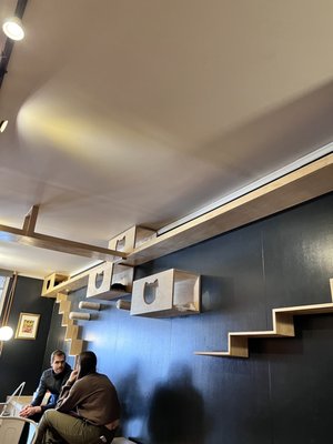 Denver Cat Company by null