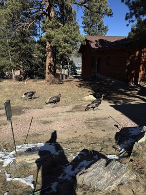 Mountain Shadows Resort by null