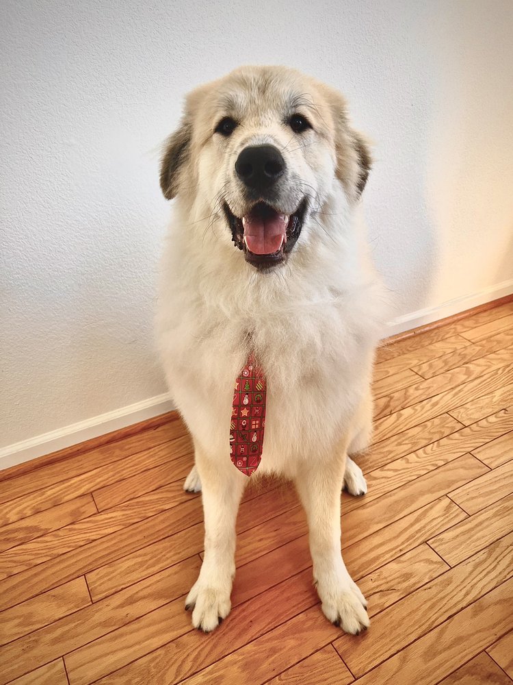 LOVE AND CARE MOBILE GROOMING Updated September 2024 49 Photos & 43