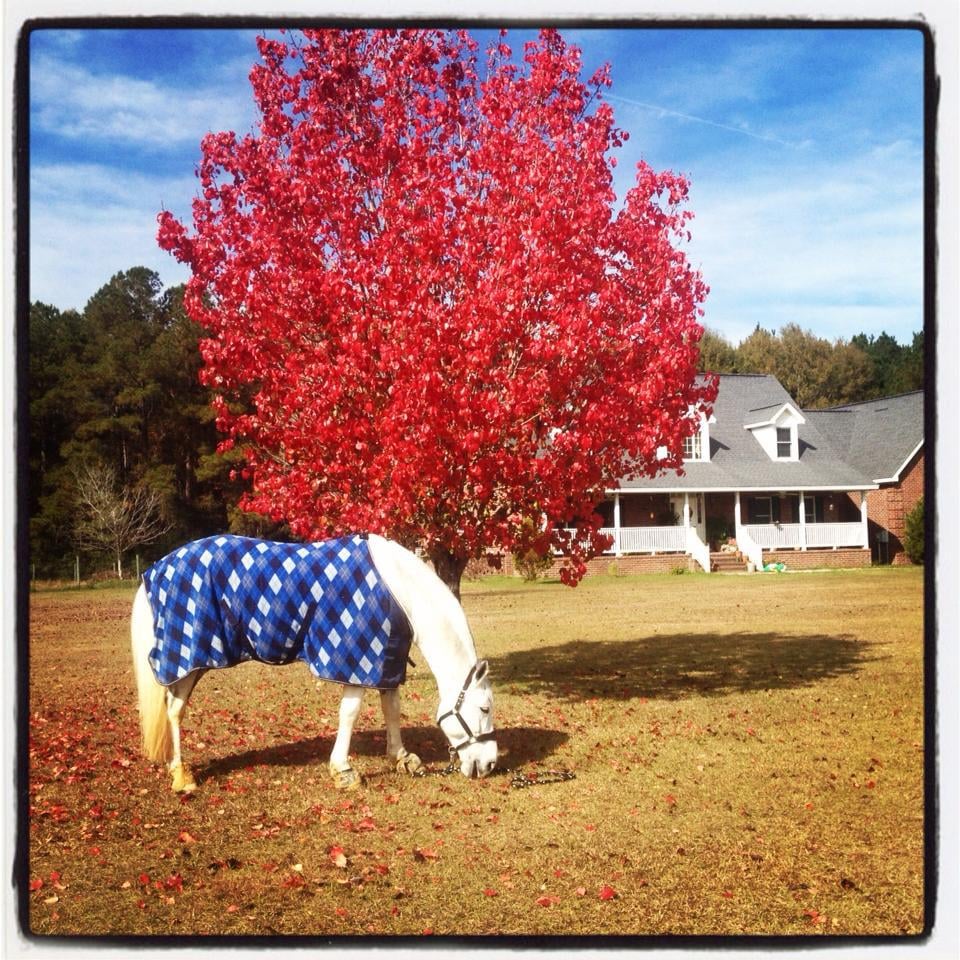 CHAPEL RIDGE FARM Updated September 2024 161 Chapel Ridge Ln