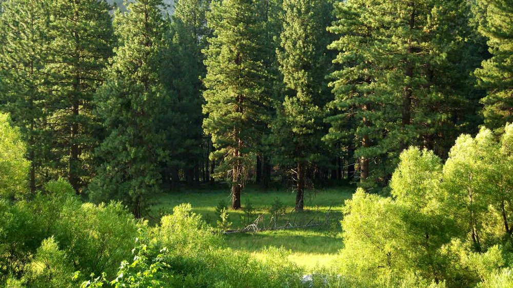 An-Affordable Tree Service - tree service in St. Charles, MO