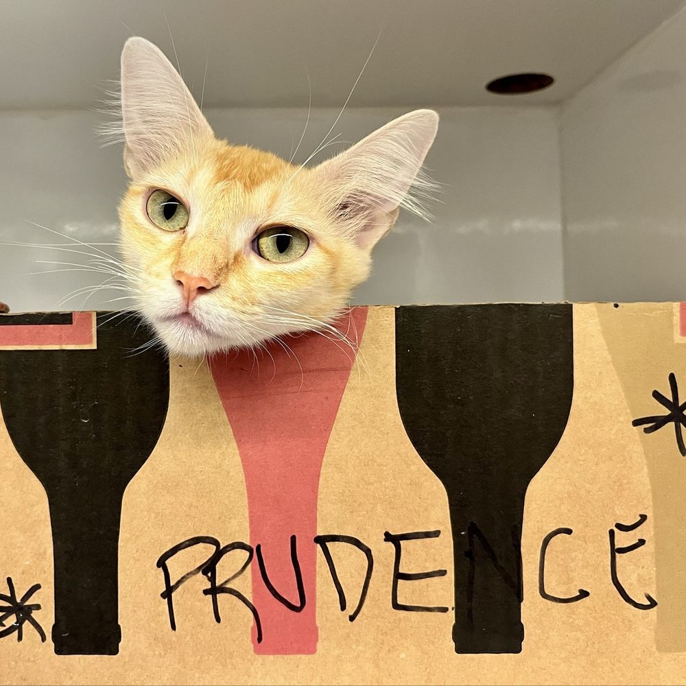 I Need to Surrender My Cat: Essential Tips for a Smooth Transition