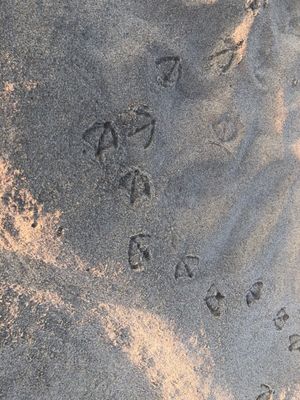 Sea Crest Resort by null