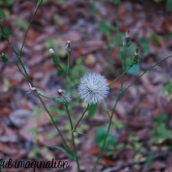 Beautiful Imagination Photography