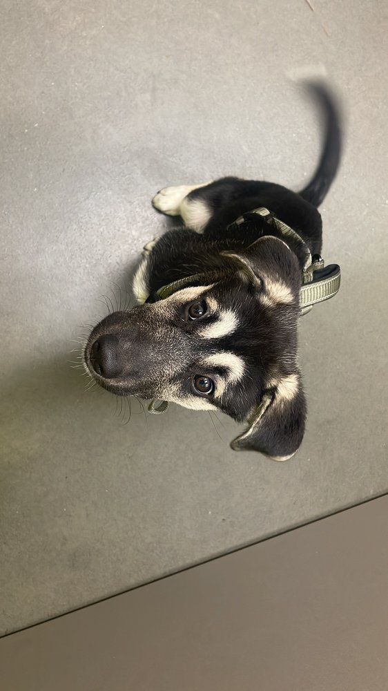 ROWAN ANIMAL CLINIC Updated September 2024 24 Photos 4155