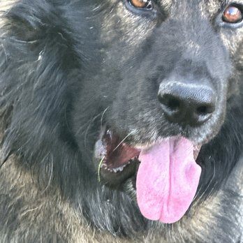 ACCESS Pasadena - His face is swollen and he could not drink. - Emergency Pet Hospital Near Me - Pasadena, California