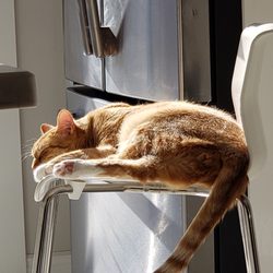 Dog N' Cat Chiropractic