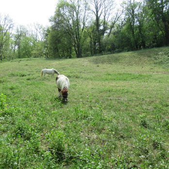 Grenzwanderung Hermance - through a horse pasture - Hiking Near Me - Hermance, GE
