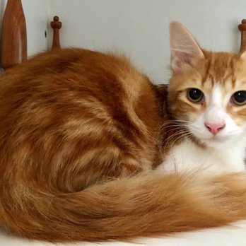 The Cat's Meow Inn - Pet Boarding Near Me
