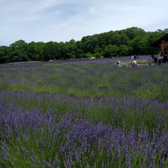 Lavender by the Bay - Pick Your Own Farms Near Me - East Marion, New York Lavender by the Bay - Pick Your Own Farms Near Me - East Marion, New York