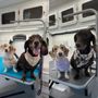 Photo of Dog’s Best Friend Mobile Grooming 