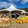 Arata's Pumpkin Farm