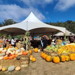 Arata's Pumpkin Farm - Pumpkin variety