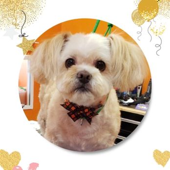 Sun's Pet Grooming - After the Grooming - Pet Groomers Near Me - Rancho Palos Verdes, California Sun's Pet Grooming - After the Grooming - Pet Groomers Near Me - Rancho Palos Verdes, California
