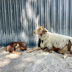 Pinto's Farm - Petting Zoo Momma & Baby! (April)