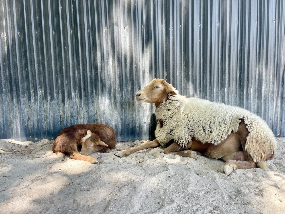 Pinto's Farm