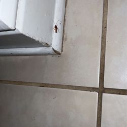 The Lighthouse Condominiums - Cockroach in the kitchen