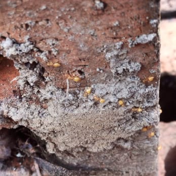 Scout Pest Control - Sugar ants are a common issue. We have the expertise to control these pests, and eliminate them at their source! - Pest Control Near Me - Tanner, Alabama Scout Pest Control - Sugar ants are a common issue. We have the expertise to control these pests, and eliminate them at their source! - Pest Control Near Me - Tanner, Alabama