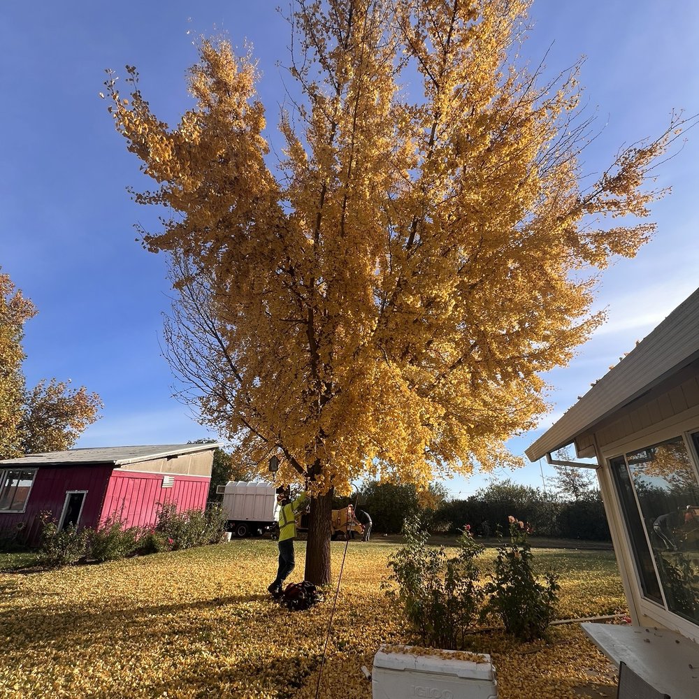 Extreme Tree Service - Gingko Biloba tree - Tree Services Near Me - Olivehurst, California Extreme Tree Service - Gingko Biloba tree - Tree Services Near Me - Olivehurst, California