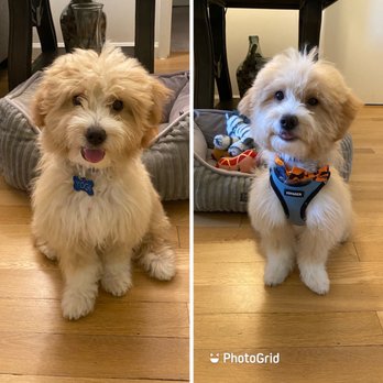 Wipe Your Paws - Before and After - Pet Services Near Me - Mount Kisco, New York Wipe Your Paws - Before and After - Pet Services Near Me - Mount Kisco, New York