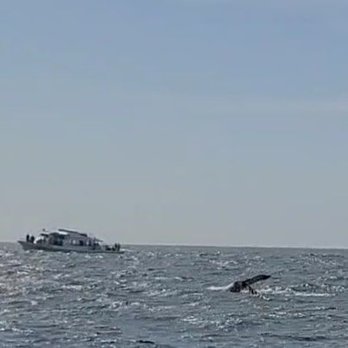 Discovery Whale Watch - Whale Watching Tours Near Me - Monterey, California