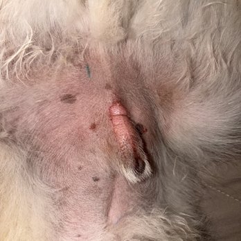 Pawsible - Got burned or cut by grooming. - Pet Training Near Me - Los Angeles, California Pawsible - Got burned or cut by grooming. - Pet Training Near Me - Los Angeles, California
