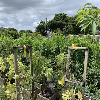 Nu Turf of Pompano Beach - a variety of plants - Nurseries & Gardening Near Me - Pompano Beach, Florida