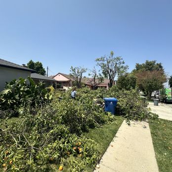 Ceron Tree Services - Tree Services Near Me
