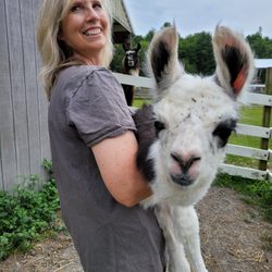 Dakota Ridge Farm - Katrina with a cria (baby llama)