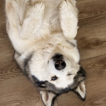 Sierra Animal Hospital - Veterinarians Near Me - Placerville, California Sierra Animal Hospital - Veterinarians Near Me - Placerville, California