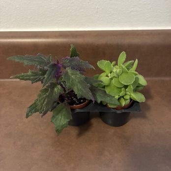 Baton Rouge Succulent - Purple passion plant (left) Teddy bear paw succulent (right) - Home & Garden Near Me - BATON ROUGE, Louisiana Baton Rouge Succulent - Purple passion plant (left) Teddy bear paw succulent (right) - Home & Garden Near Me - BATON ROUGE, Louisiana