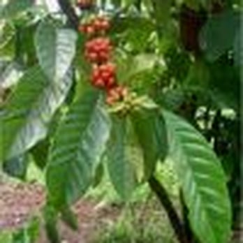 http://the-mush-room.co.uk/ - Nurseries & Gardening Near Me - Redruth, CON
