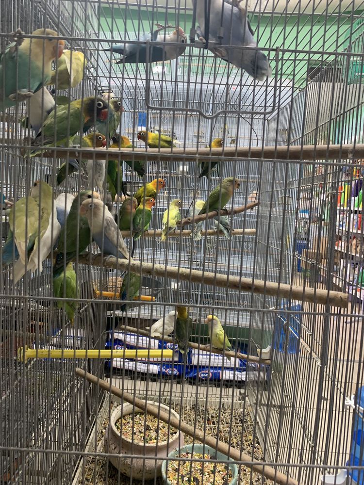 NEIGHBORHOOD PET SHOP Local Fish Stores 574 Hialeah Dr, Hialeah, FL