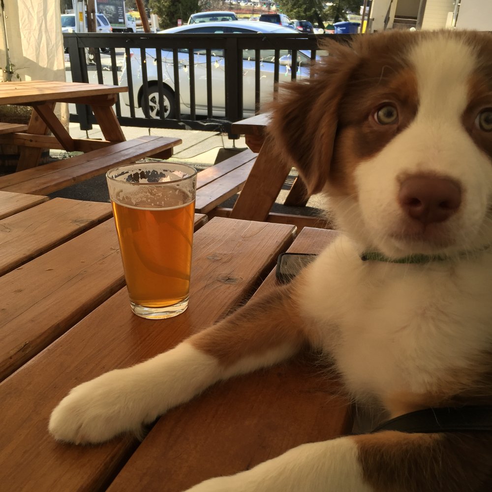 The Hop and Hound - Ryder's first dog friendly bar! - Beer Gardens Near Me - Bothell, Washington The Hop and Hound - Ryder's first dog friendly bar! - Beer Gardens Near Me - Bothell, Washington