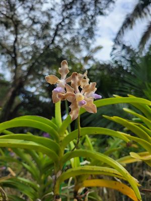 Fairchild Tropical Botanic Garden by null
