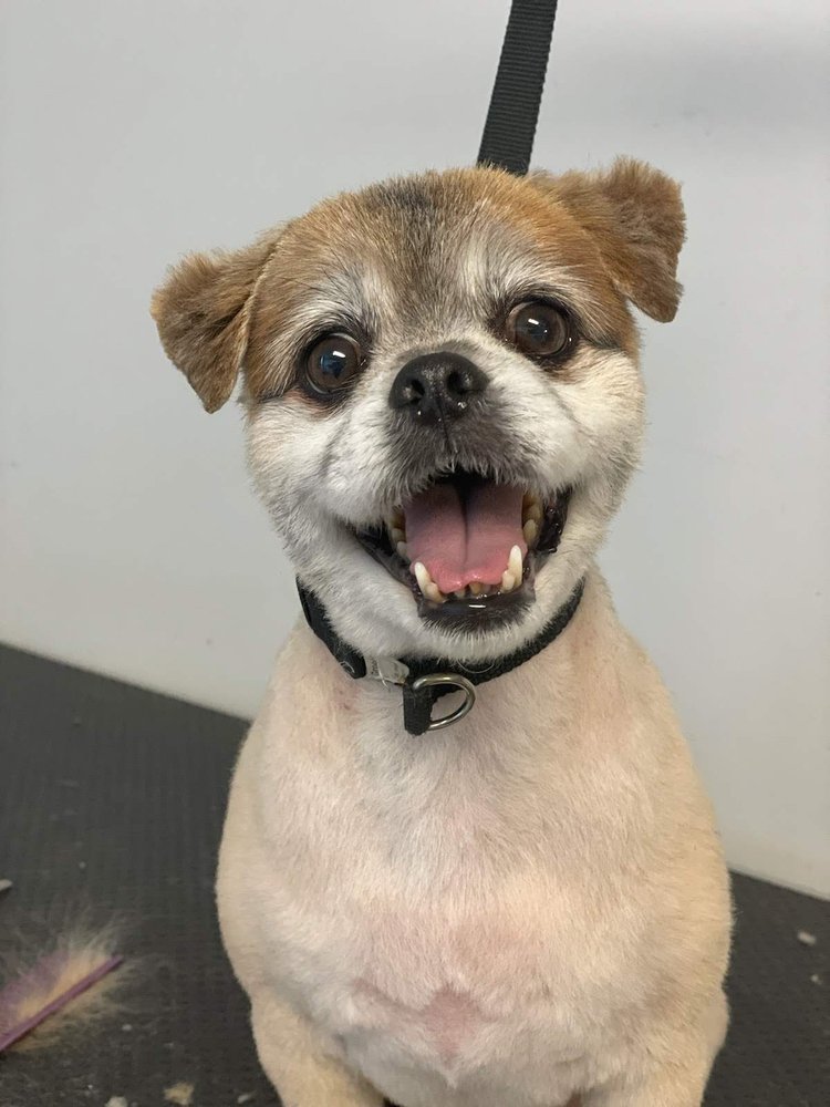 ANIMAL PROTECTIVE FOUNDATION Updated August 2024 10 Reviews 53