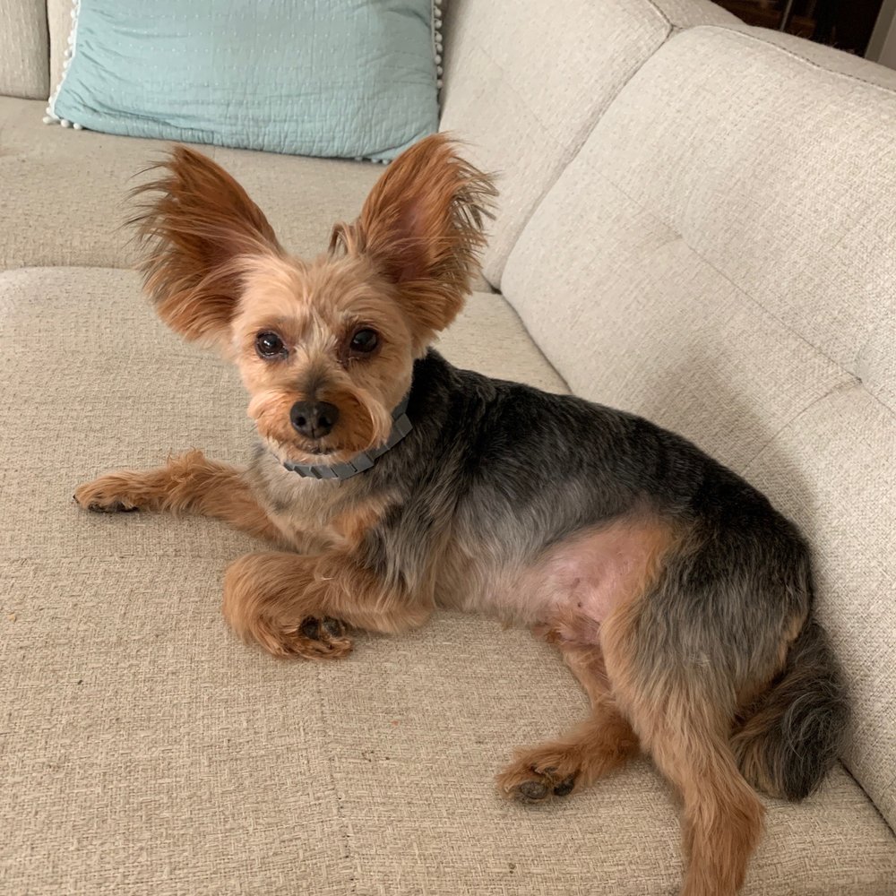 Town Dog - This is what they think a Yorkie haircut should look like. It is the worst grooming job I have ever seen before. - Pet Sitting Near Me - Andover, Massachusetts Town Dog - This is what they think a Yorkie haircut should look like. It is the worst grooming job I have ever seen before. - Pet Sitting Near Me - Andover, Massachusetts