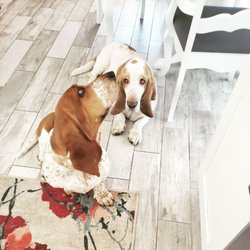 Happy Hound Helpers