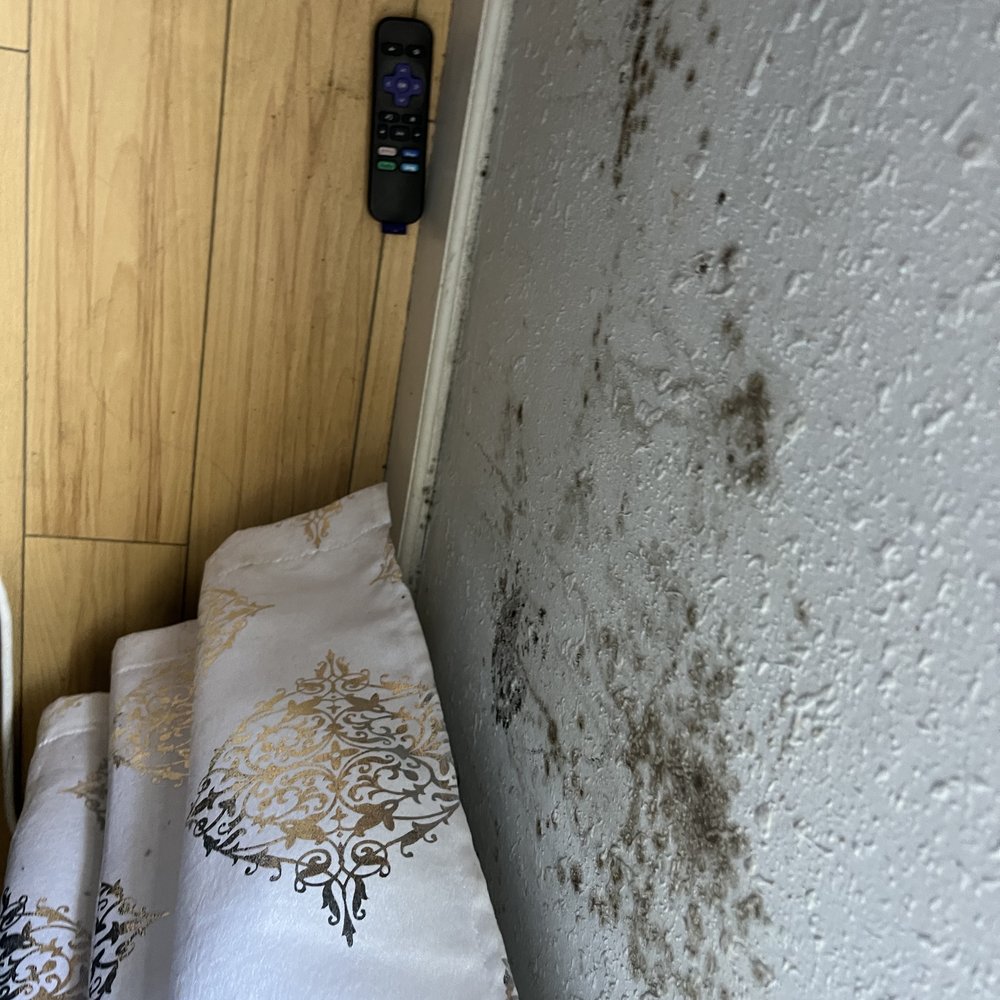 24H Mold Inspection - Home Inspectors Near Me - Los Angeles, California 24H Mold Inspection - Home Inspectors Near Me - Los Angeles, California