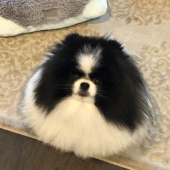 Top Dog Grooming - Cookie (Pomeranian) after bath and scissor trim - Pet Groomers Near Me - New Orleans, Louisiana Top Dog Grooming - Cookie (Pomeranian) after bath and scissor trim - Pet Groomers Near Me - New Orleans, Louisiana
