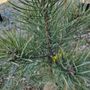 Photo of Conifer Kingdom