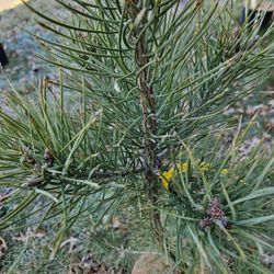 Conifer Kingdom
