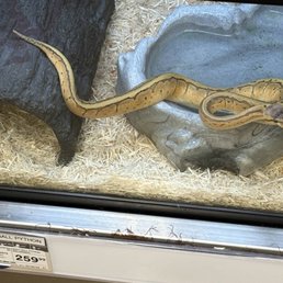 'Assorted Fancy Ball Python' in its enclosure. Very clean water and substrate. 'Assorted Fancy Ball Python' in its enclosure. Very clean water and substrate.