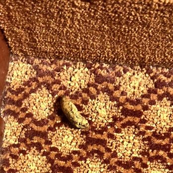 Shutters Hotel- Elko - Cat Feces found in my room!!! - Hotels Near Me - Elko, Nevada Shutters Hotel- Elko - Cat Feces found in my room!!! - Hotels Near Me - Elko, Nevada