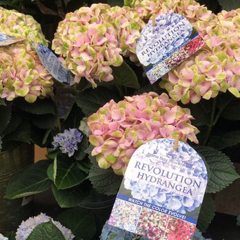 Armstrong Garden Centers - Nurseries & Gardening Near Me - Glendale, California