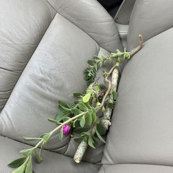 The Jungle Nutrition - Monthly plant swap!